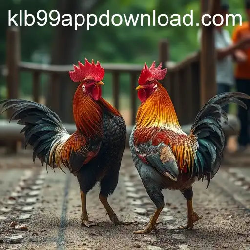 The Tradition and Controversy of Cockfighting